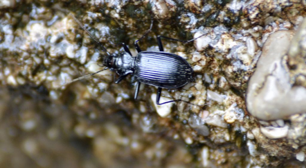 Nebria jockischii, Carabide